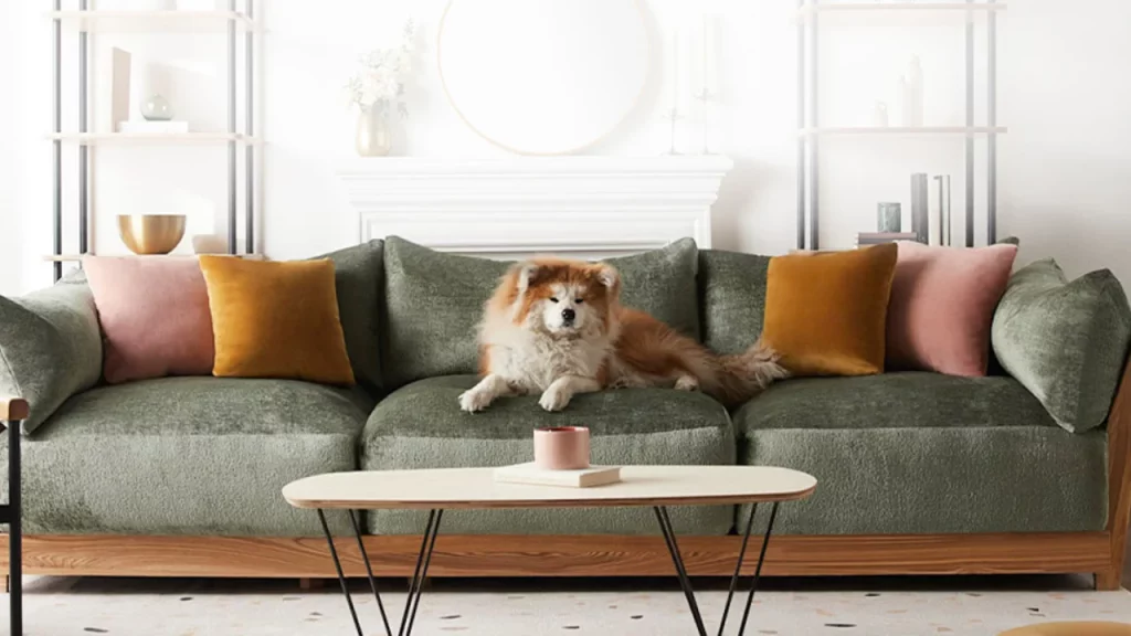 What Is the Best Couch Material for Dogs
