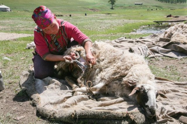 nomad sheerming sheep