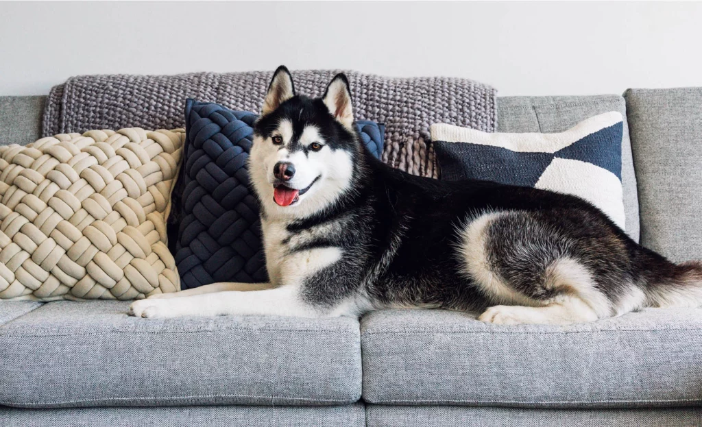 Best Couch Material for Dogs